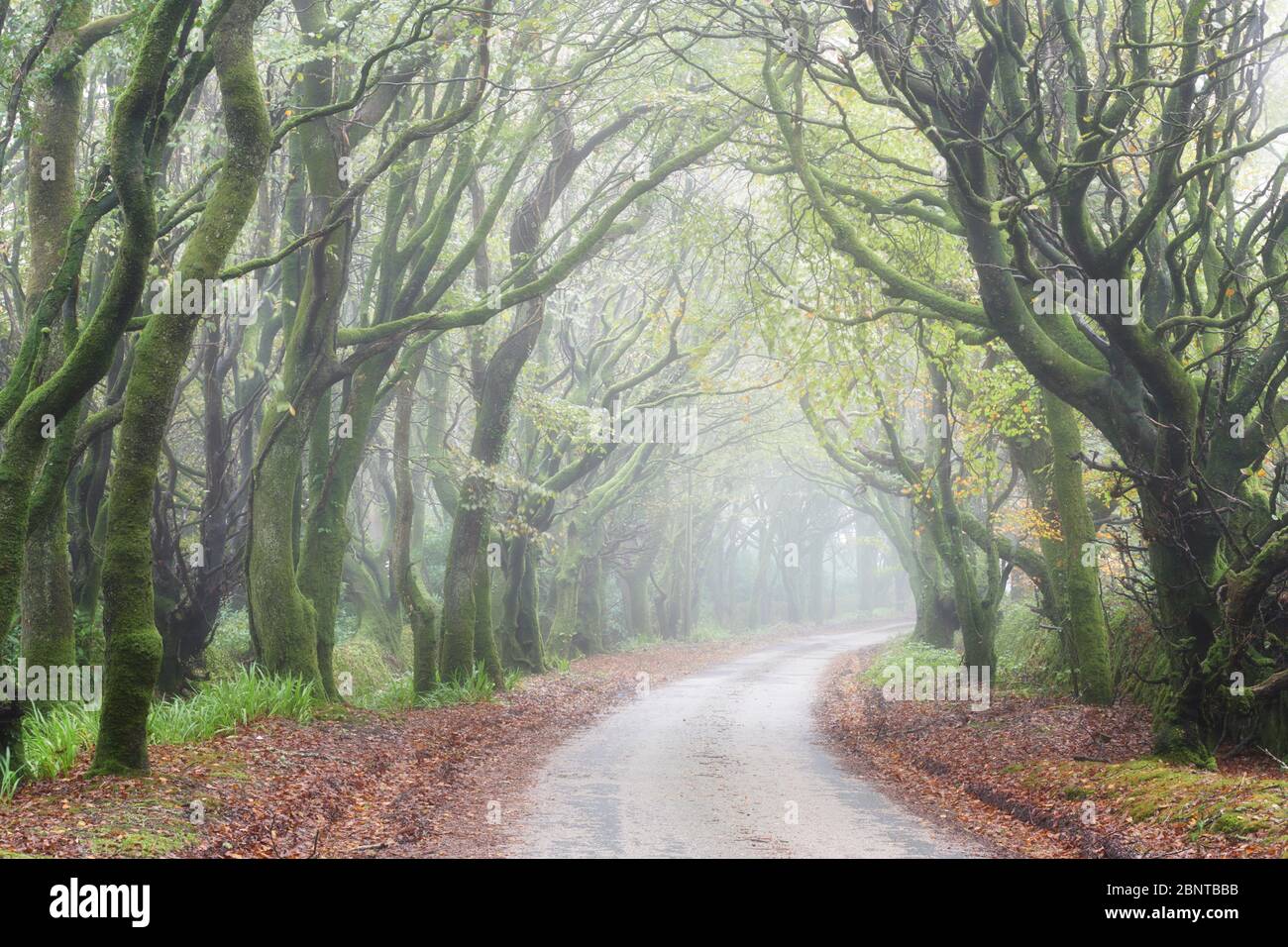 Misty morning along a tree lined road, Cornwall Stock Photo