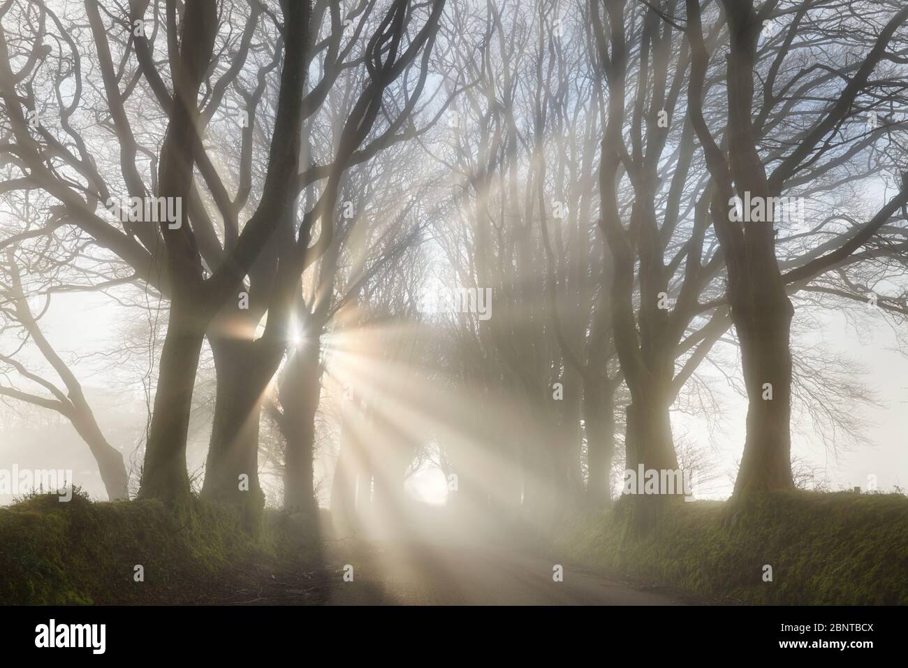 Warm morning sunlight filtering through mist along a tree lined road Stock Photo