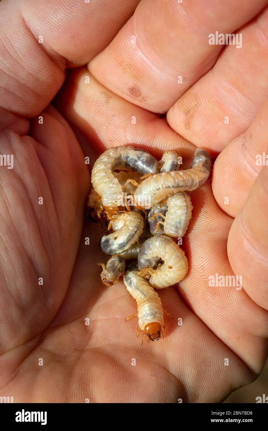 Top view close-up of many Scarab beetle larva or Chafer Grubs (Scarabaeidae) living in the soil of a lawn, collected in the hand while gardening. Stock Photo