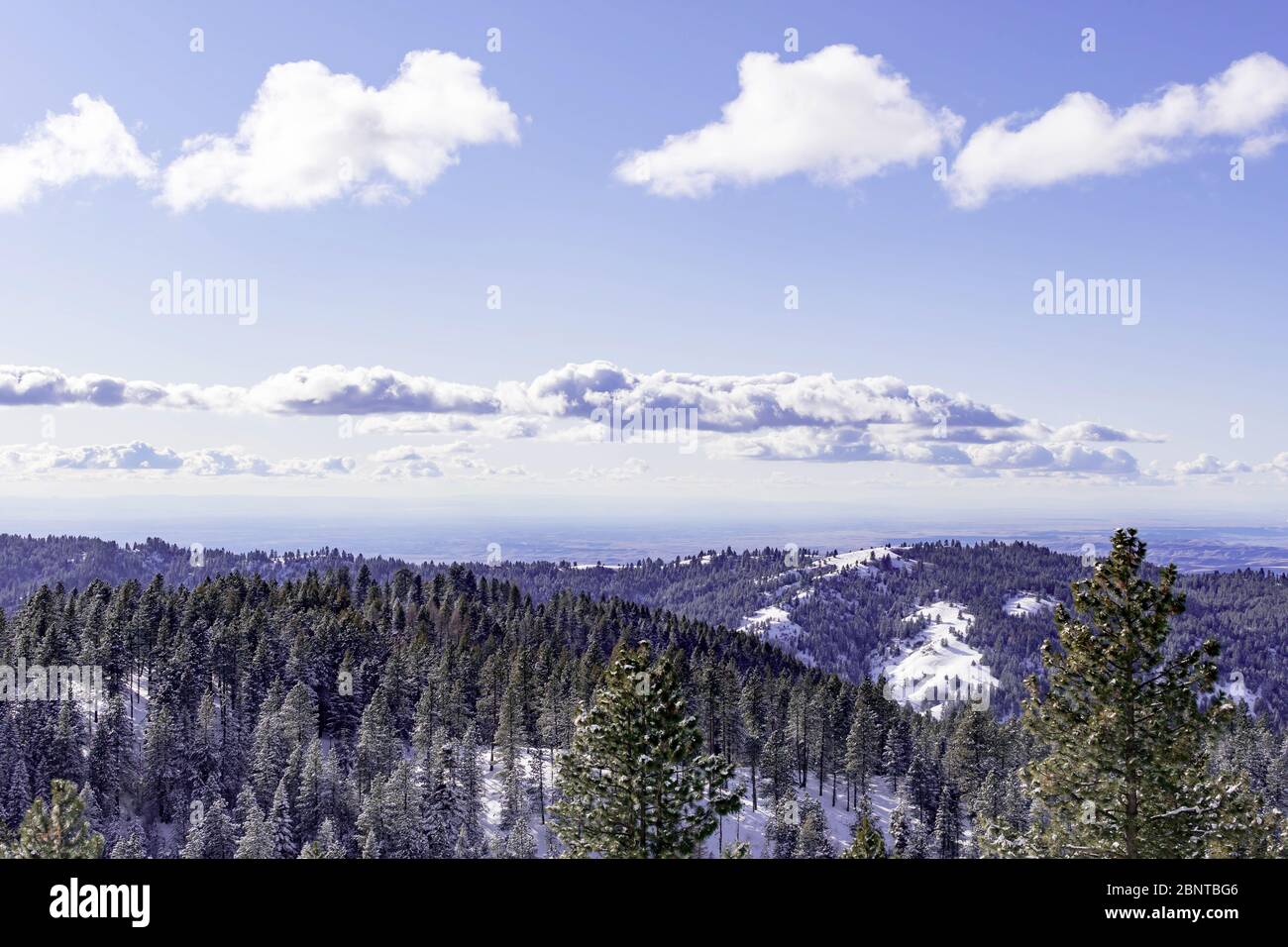 Snow covered pine trees on the background of mountain peaks. Panoramic ...