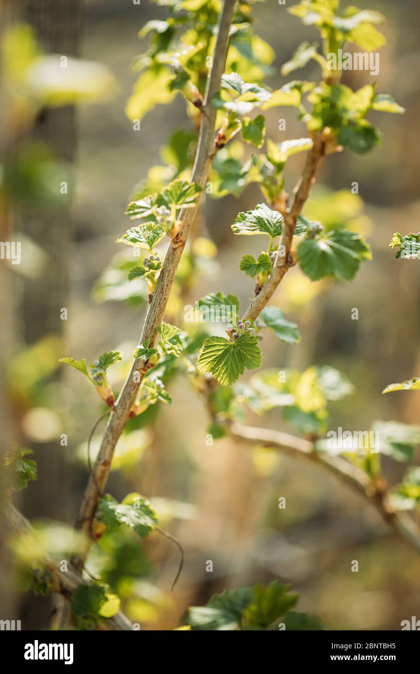 Ribes Nigrum Or Black Currant. Young Spring Green Leaf Leaves Growing In Bush Plant. Young Lush On Shrub In Vegetable Garden. Stock Photo