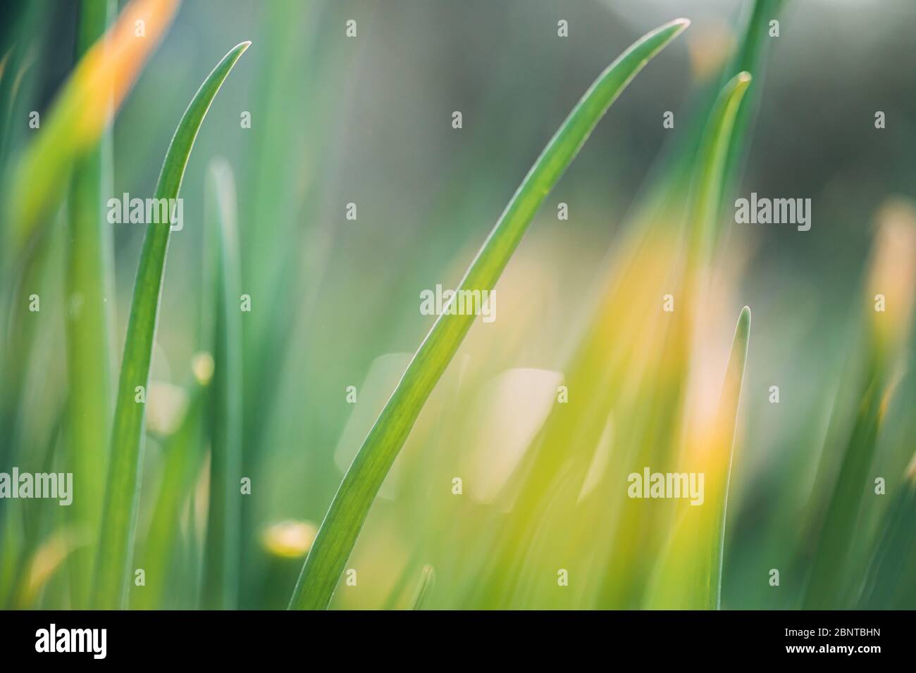 Sprig spring onion vegetable hi-res stock photography and images - Alamy