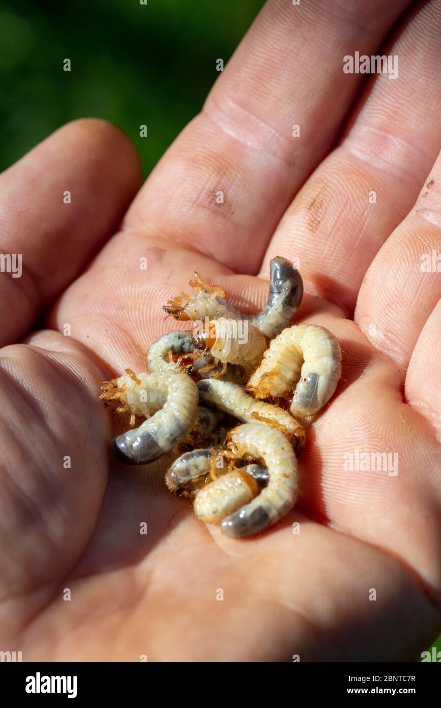 Top view close-up of many Scarab beetle larva or Chafer Grubs (Scarabaeidae) living in the soil of a lawn, collected in the hand while gardening. Stock Photo