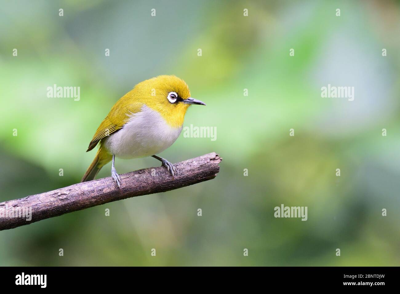 Oriental white-eye is hyperactive little yellow bird with an off-white belly and white spectacles. Found in a wide range of habitats. Stock Photo