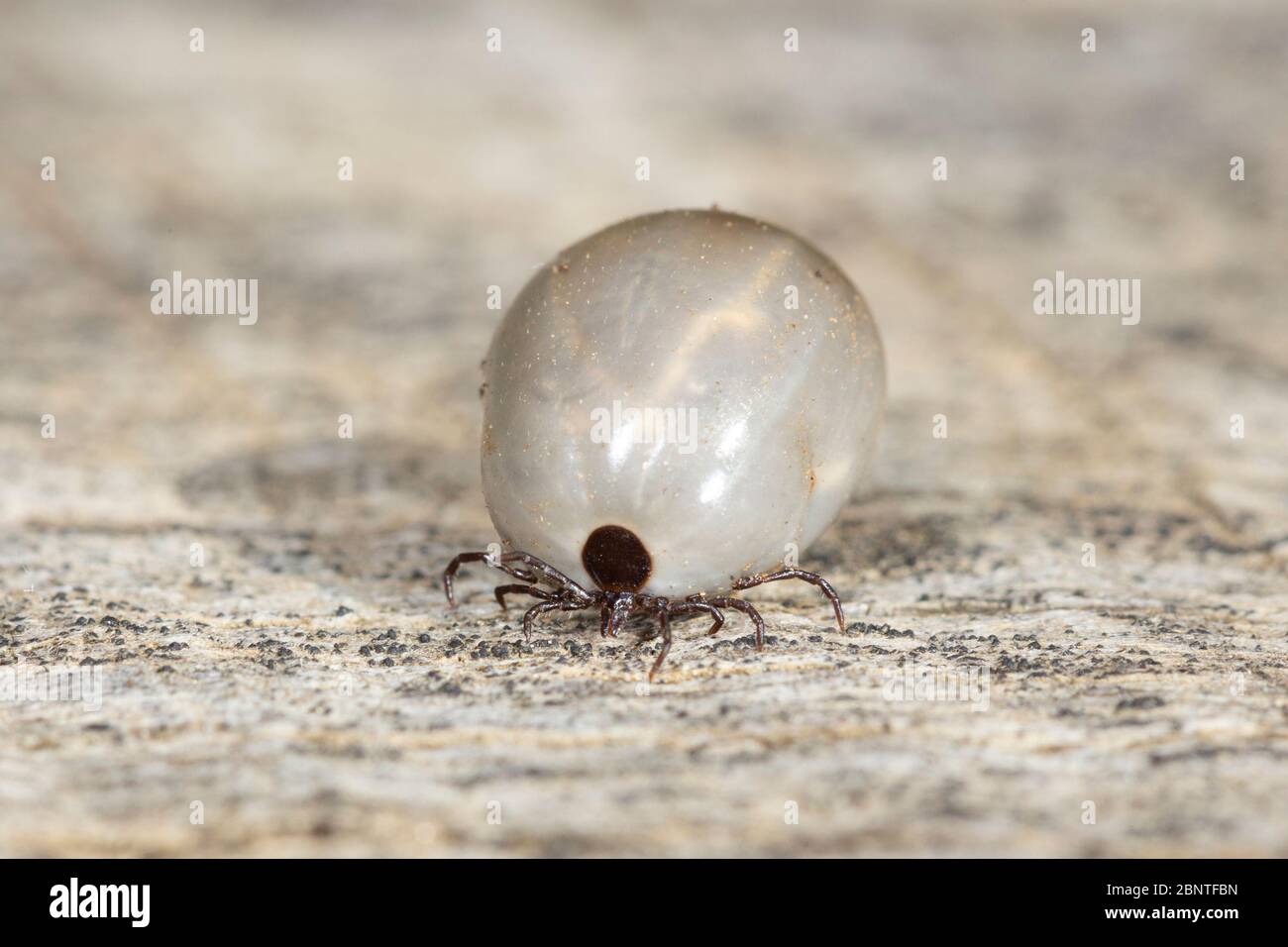 With blood bloated female European castor bean tick or sheep tick (Ixodes ricinus). Stock Photo