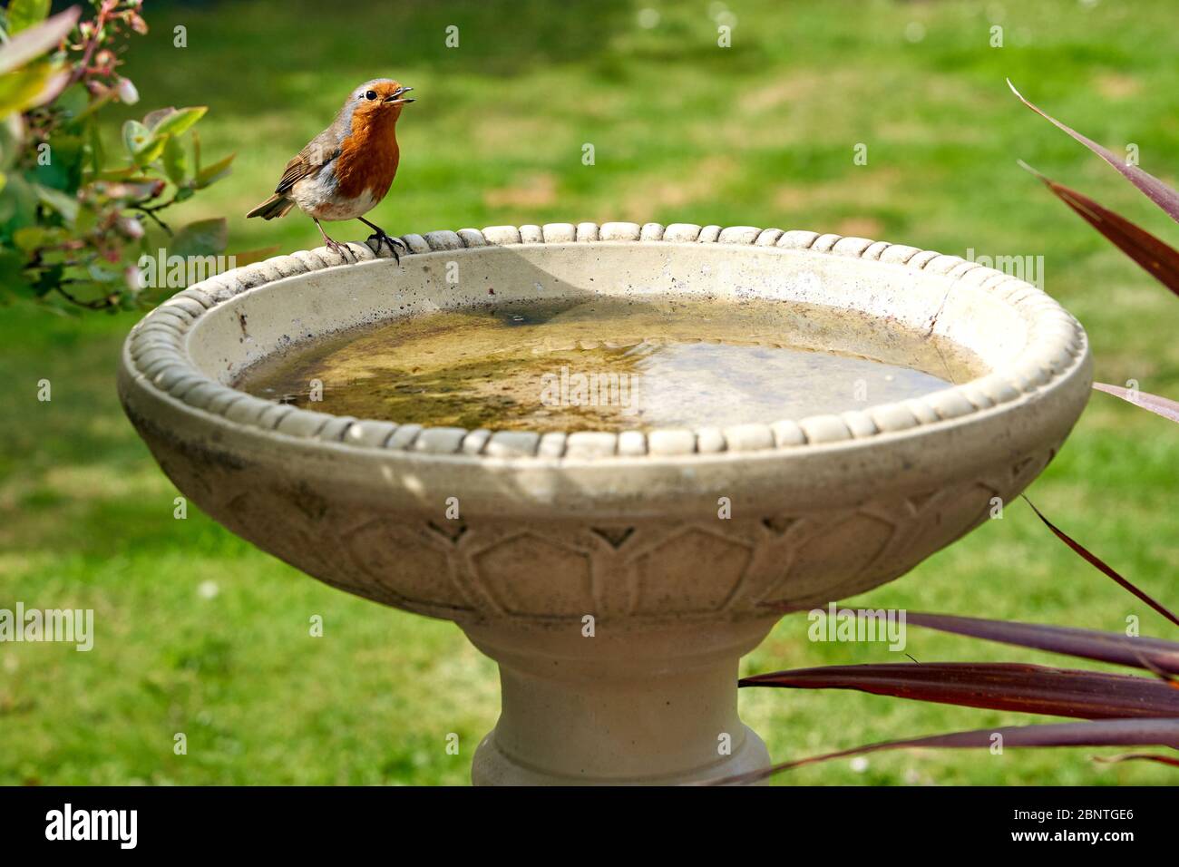 Robin at a back garden bird bath in South Wales, UK Stock Photo Alamy