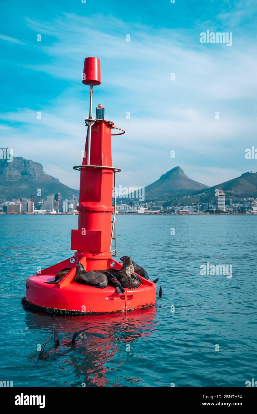 Cape Town Seals 1 Stock Photo Alamy