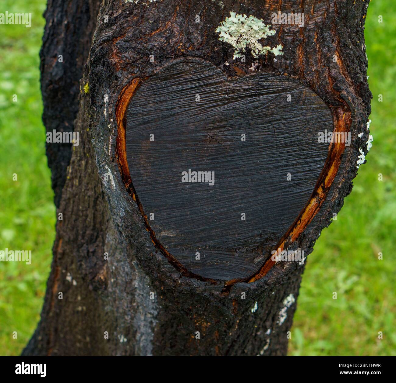 Black heart shaped mark on tree trunk after removed branch Stock Photo