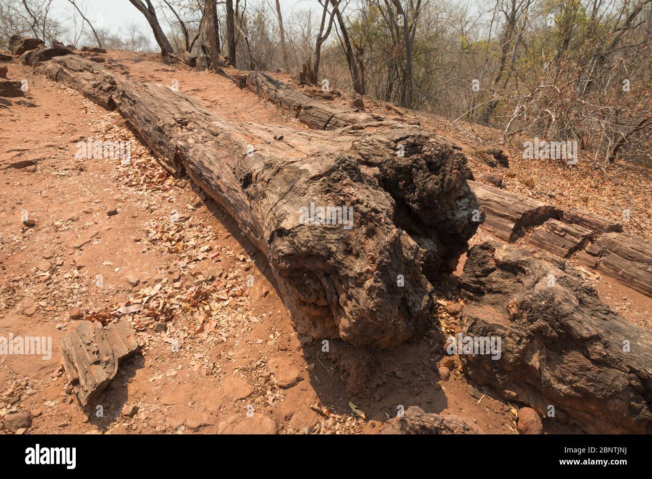 Chirundu fossil forest hires stock photography and images Alamy