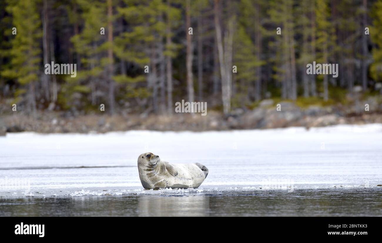 Young seal resting on an ice floe. Close up. The bearded seal, also called the square flipper