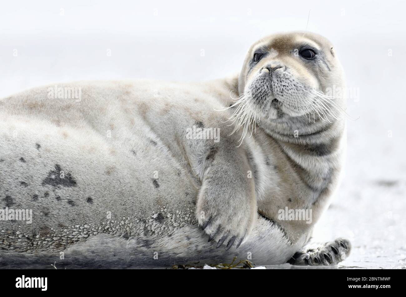 Young seal resting on an ice floe. Close up. The bearded seal, also