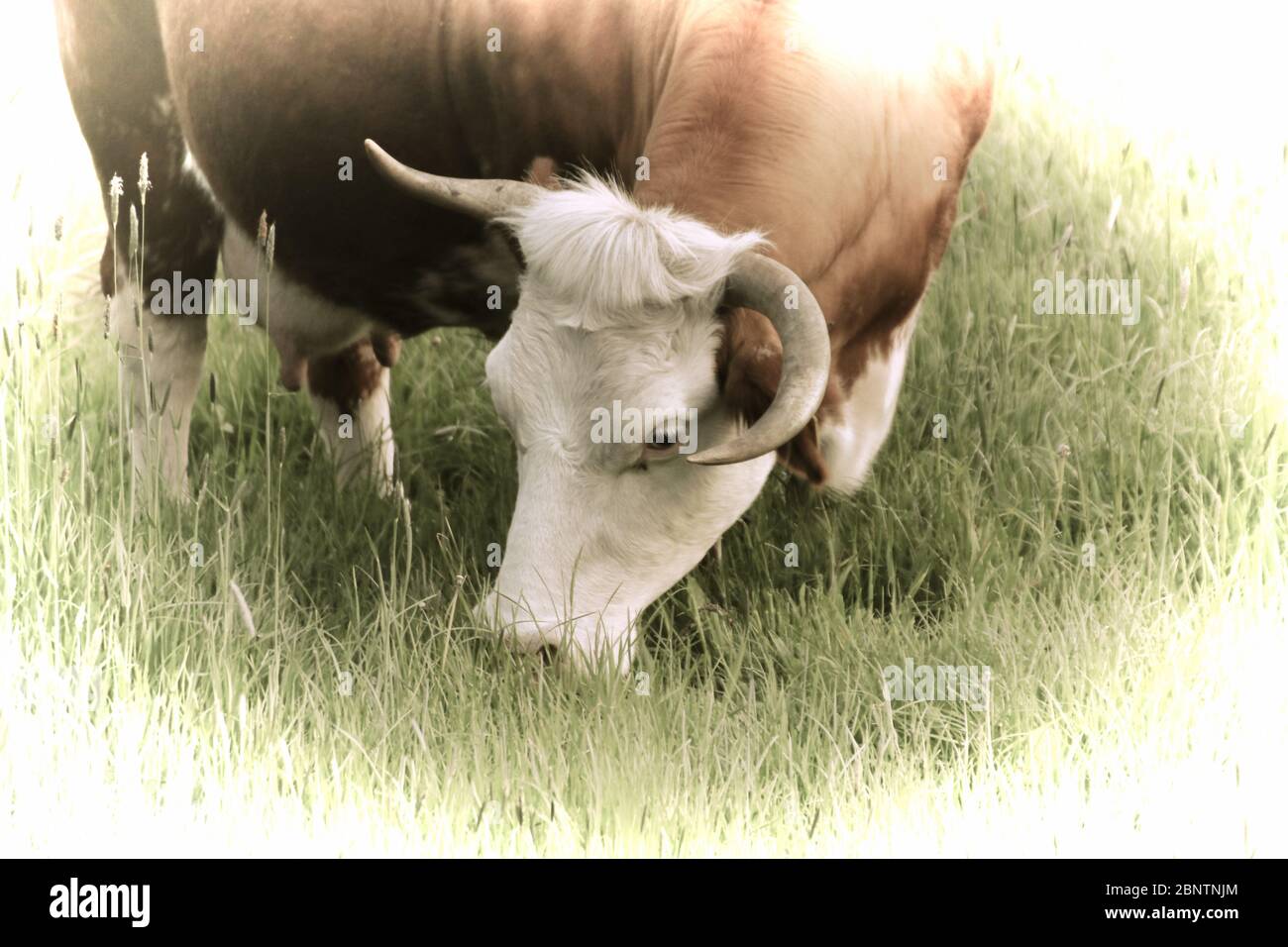 Artwork - A beautiful cow grazing in the pasture Stock Photo - Alamy