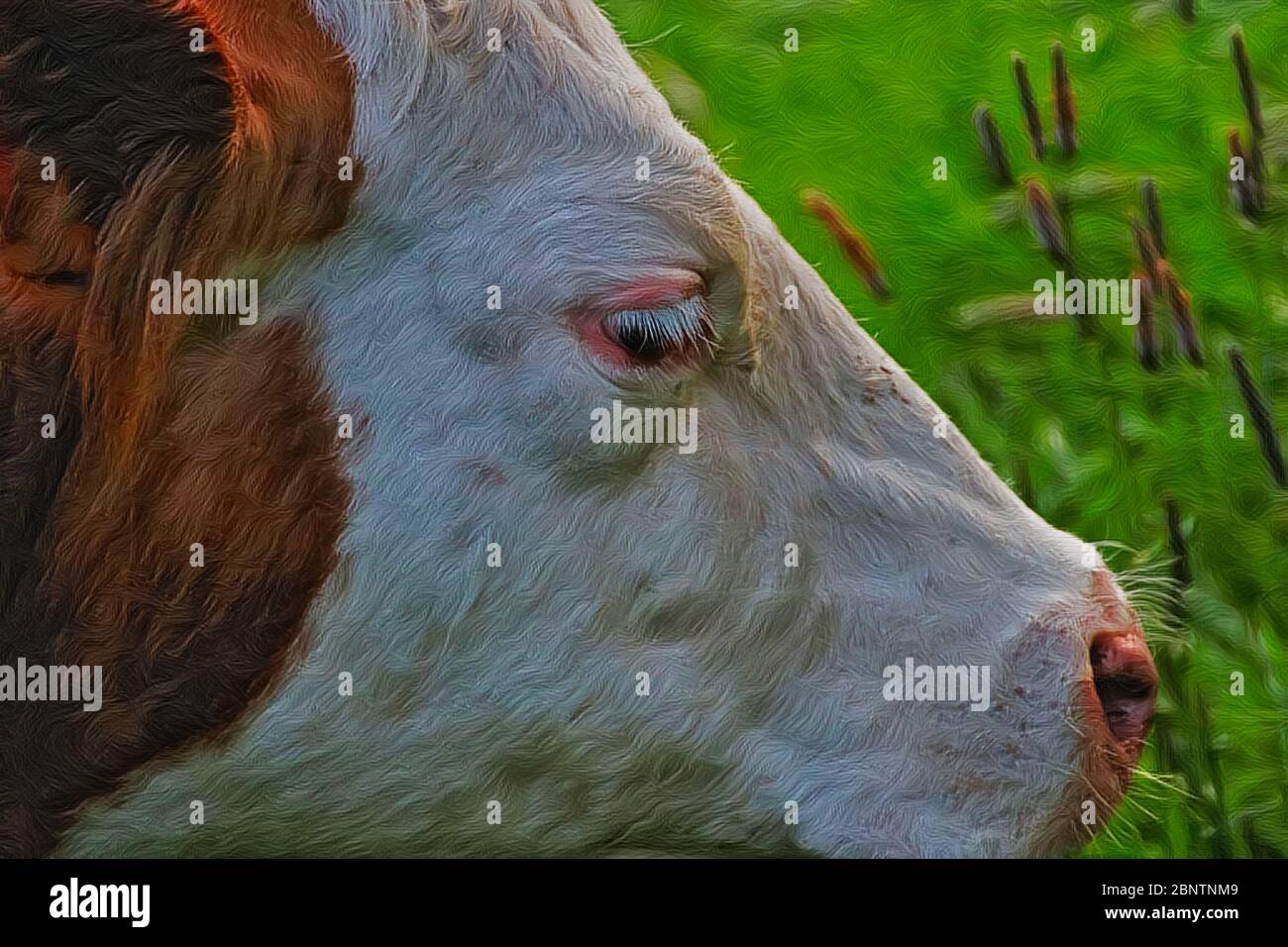Artwork - A beautiful cow grazing in the pasture Stock Photo - Alamy