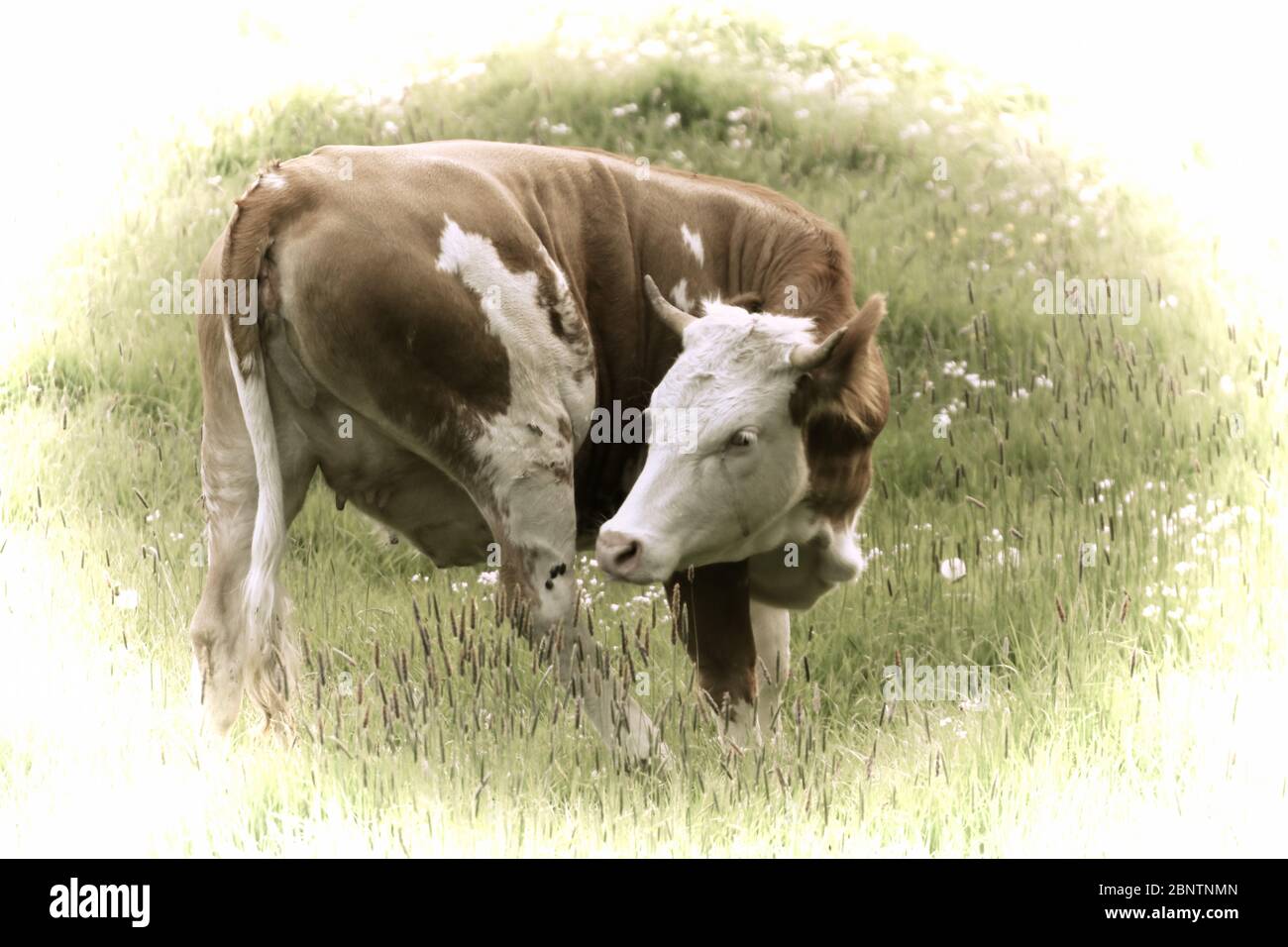 Artwork - A beautiful cow grazing in the pasture Stock Photo - Alamy
