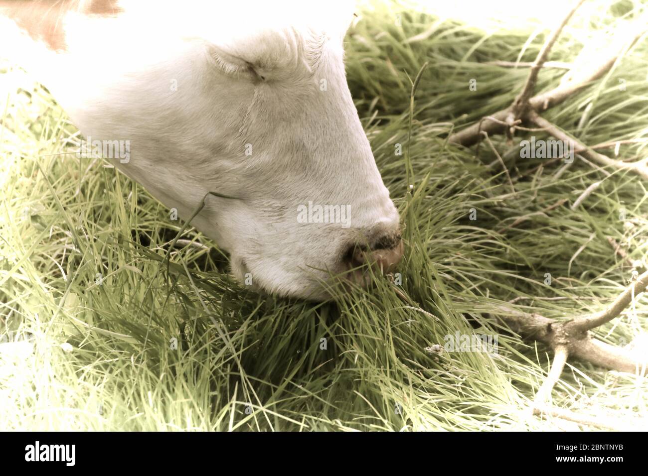Artwork - A beautiful cow grazing in the pasture Stock Photo - Alamy