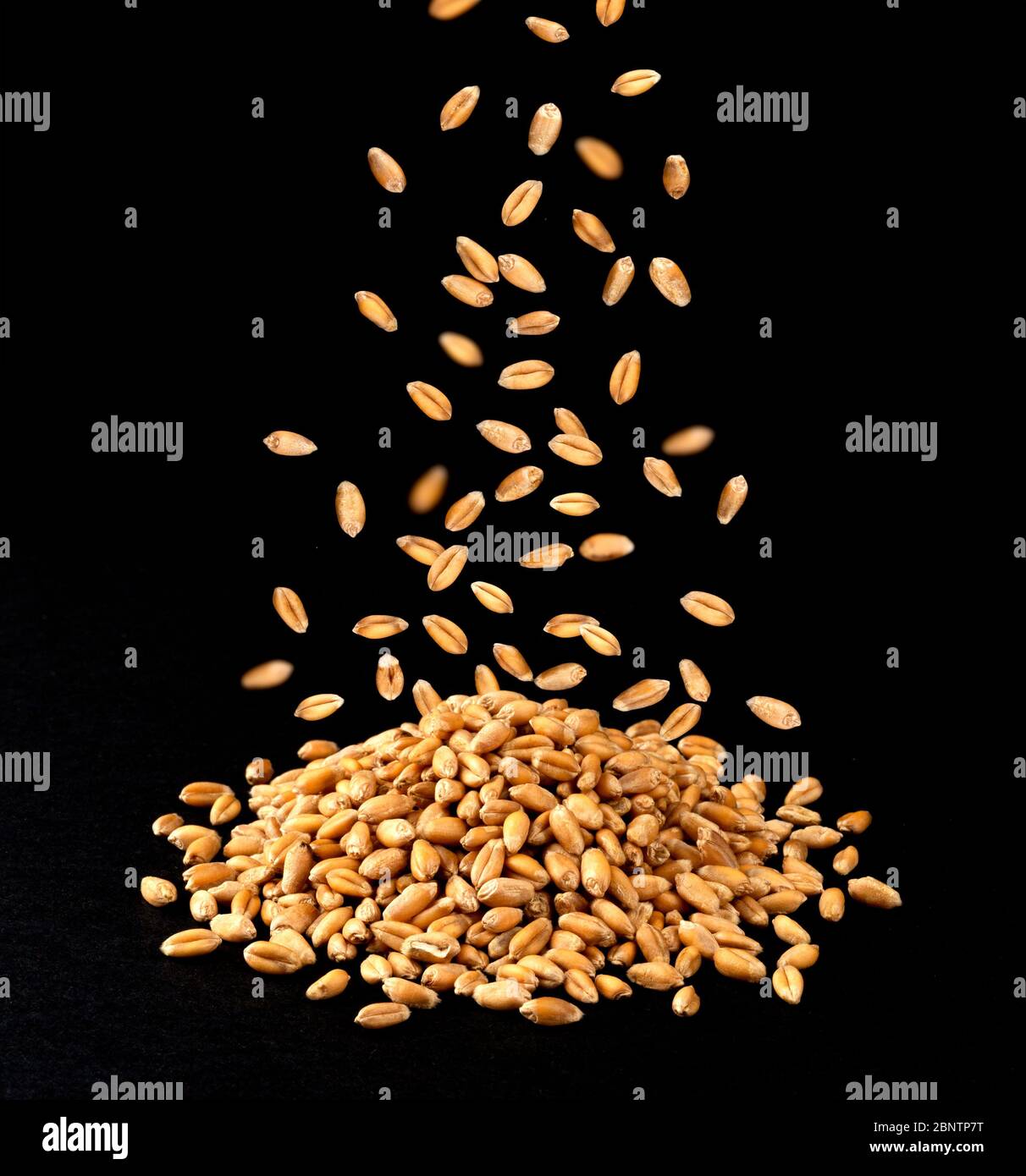 Falling dry wheat grains isolated on black background Stock Photo