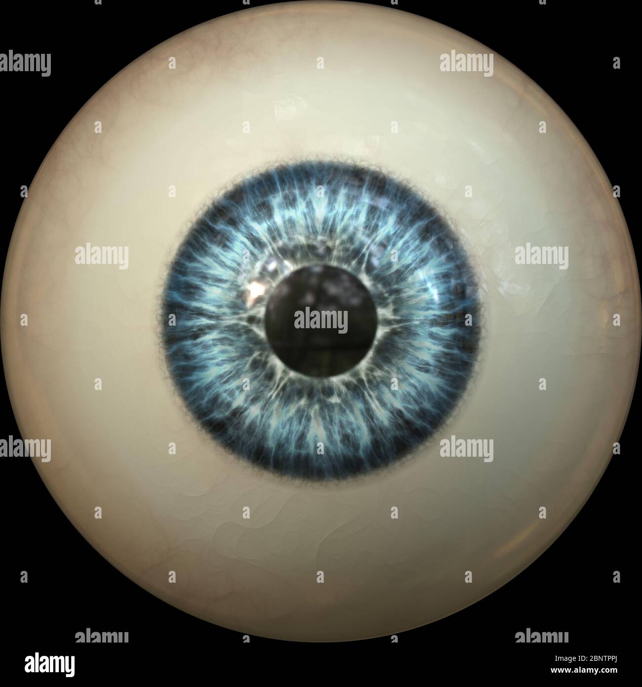 eye iris pupil Stock Photo Alamy