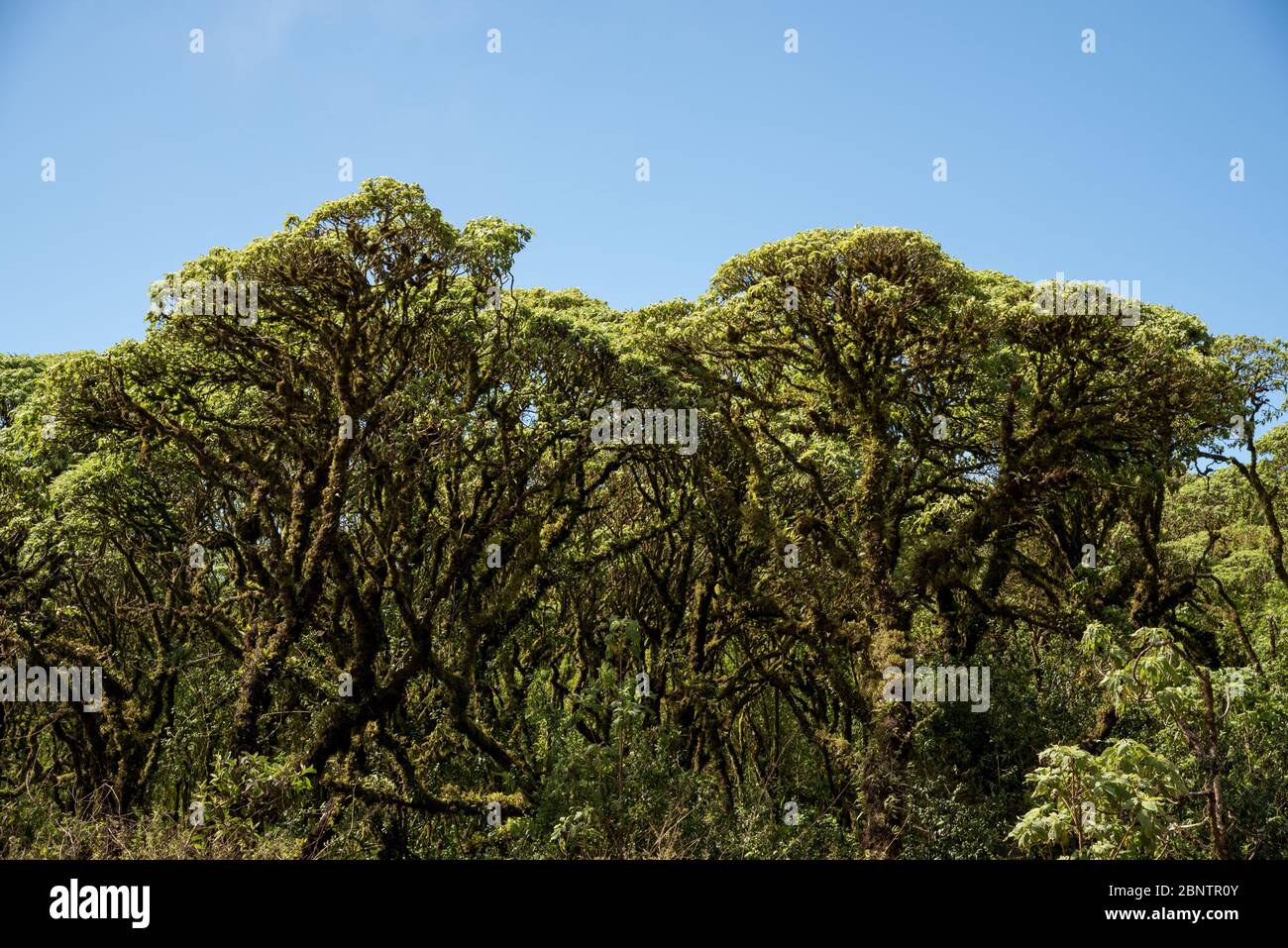 Scalesia forest around Los Gemelos craters on the highland of Santa Cruz at the Galapagos Islands. Stock Photo