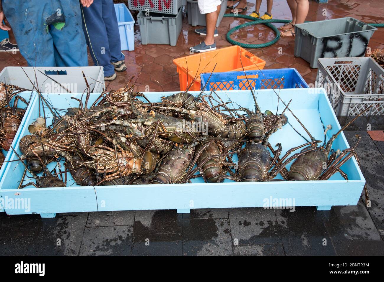 rock lobsters ready for sale at the fish market of Puerto Ayora on