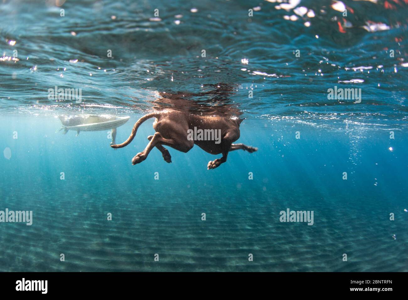 Should Dogs Swim In The Ocean