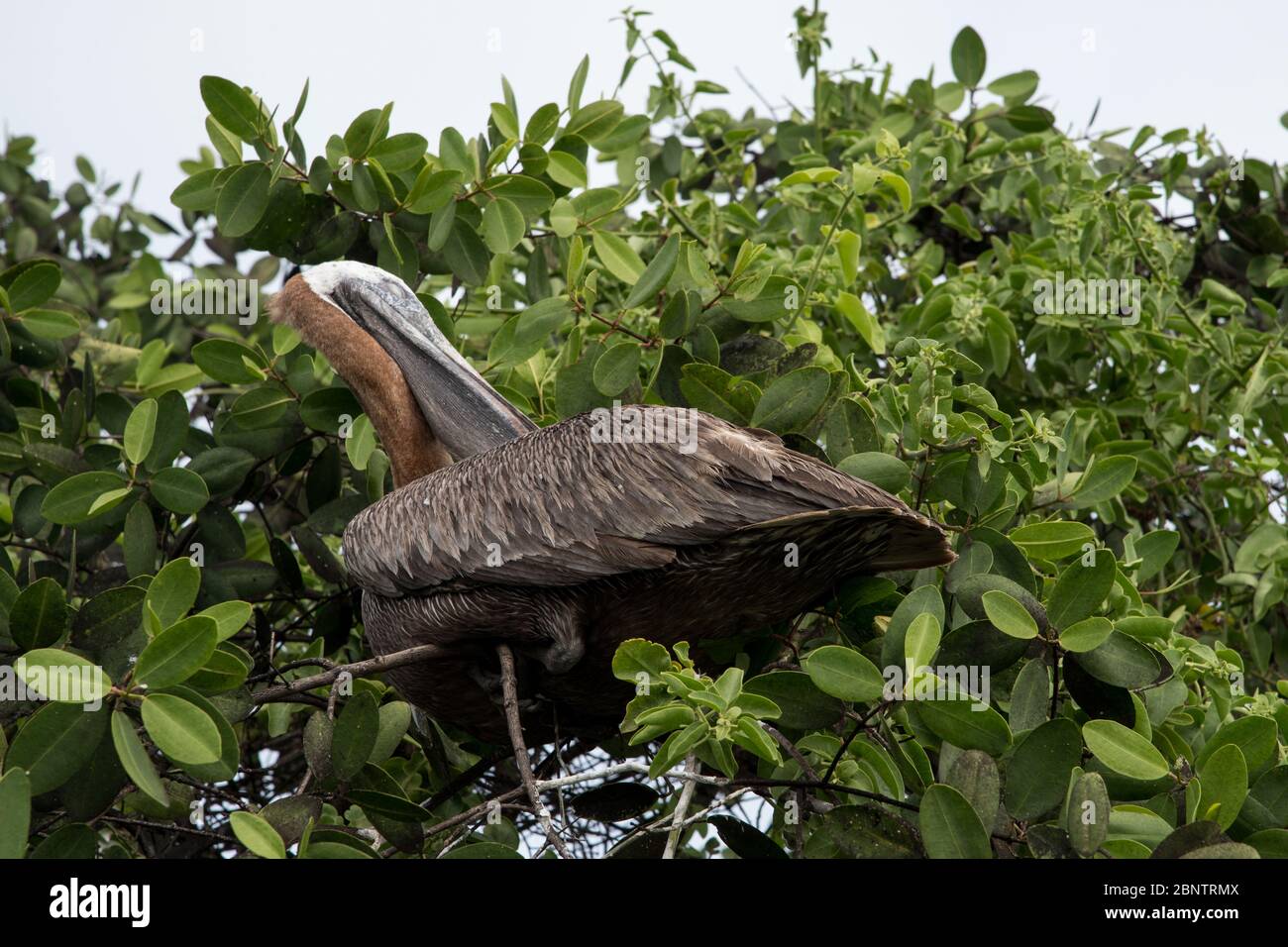 Brown pelican sleeping in a tree just aside the fish market of Puerto Ayora on Santa Cruz at the Galapagos Islands.  Ein Braunpelikan schläft in einem Stock Photo