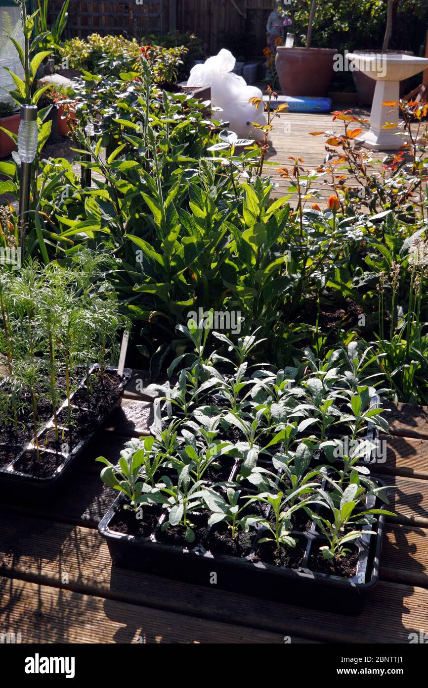 Ready to plant potted plants hi-res stock photography and images - Alamy