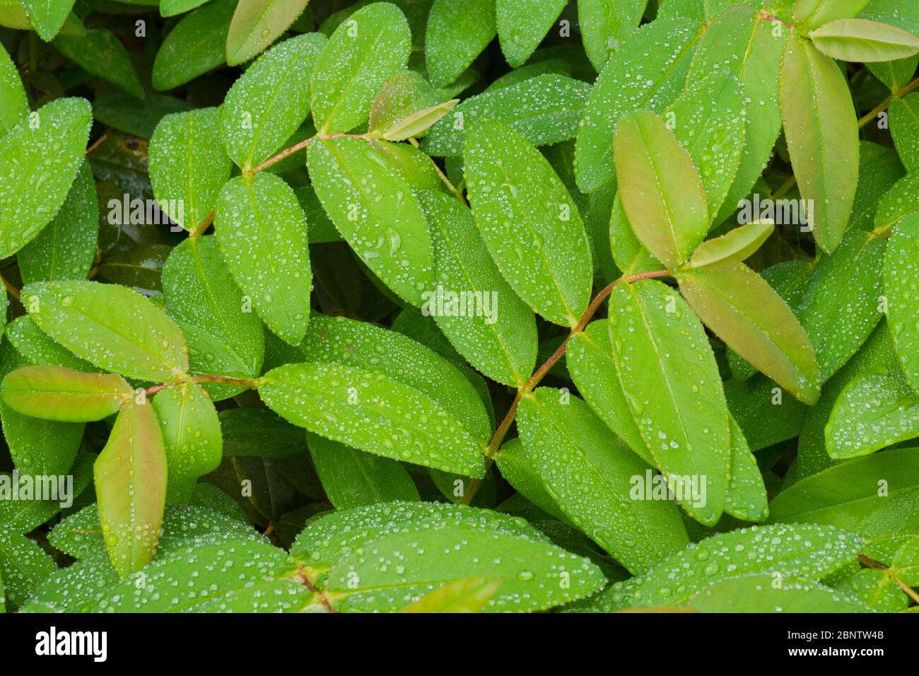 Water droplets on leafs of Hipericum perforatum L. Stock Photo