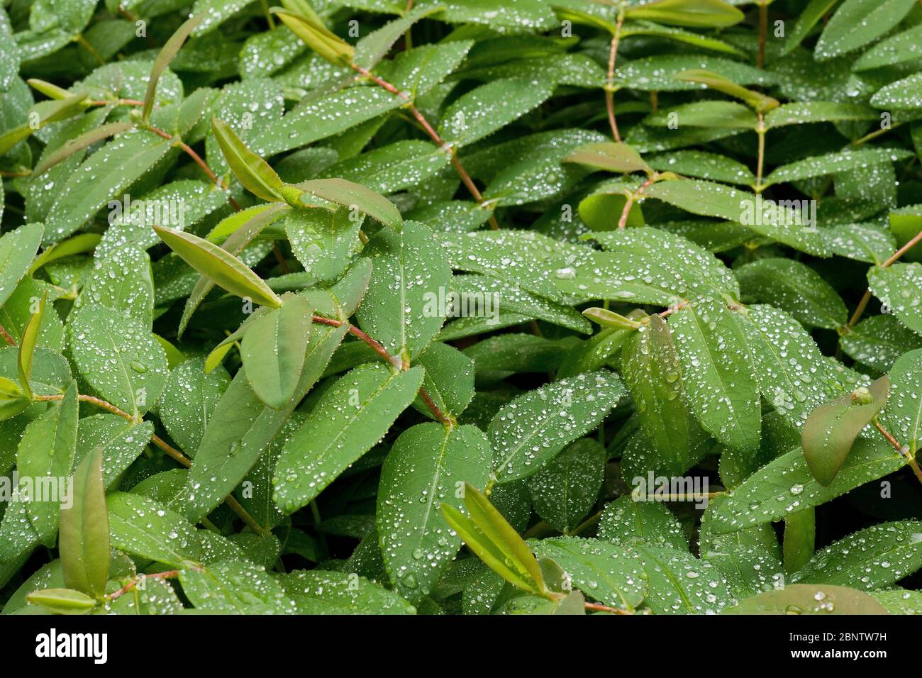 Water droplets on leaf of Hypericum perforatum L. Stock Photo