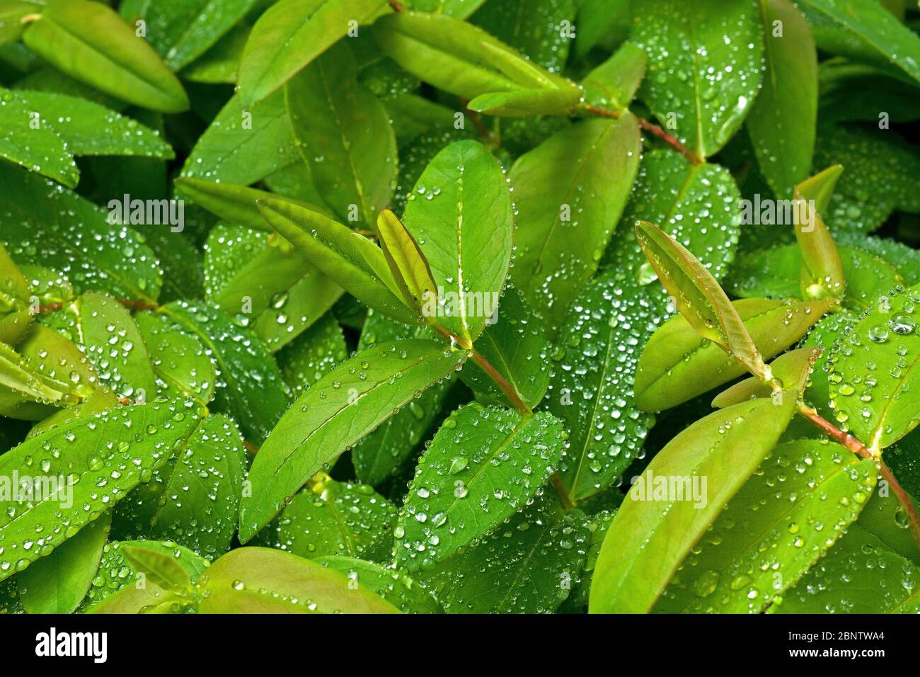 Water droplets on leaf of Hypericum perforatum L. Stock Photo