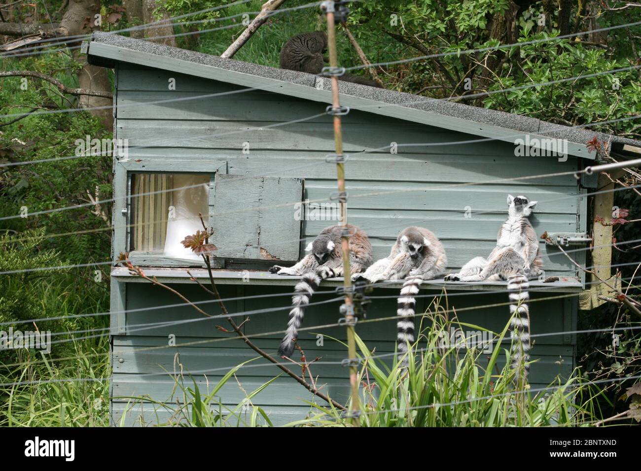 Ringtailed lemurs (Lemur catta) relaxing on a shed in their enclosure