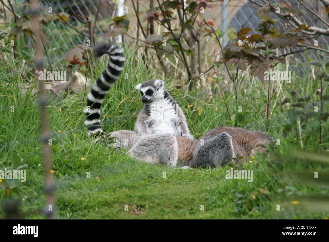 Ringtailed lemurs (Lemur catta) relaxing at Jersey Zoo (formerly