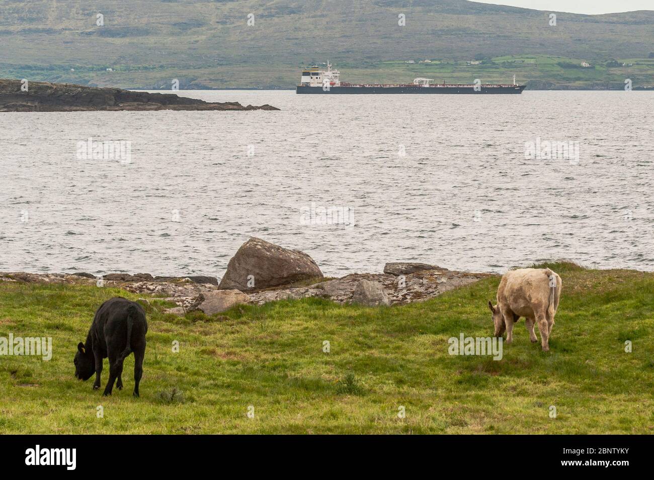 Bantry Bay, West Cork, Ireland. 16th May, 2020. US tanker 'Bonita' is currently moored in Bantry Bay, waiting to offload her cargo of crude at Whiddy Island Oil Terminal. The Covid-19 pandemic has caused a world wide drop in demand for petroleum, thus making storage hard to find. Credit: AG News/Alamy Live News Stock Photo