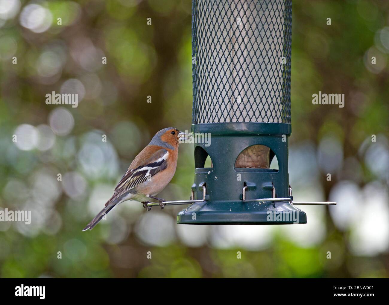 Chaffinch feeding at seed bird feeder, Scotland, UK Stock Photo Alamy