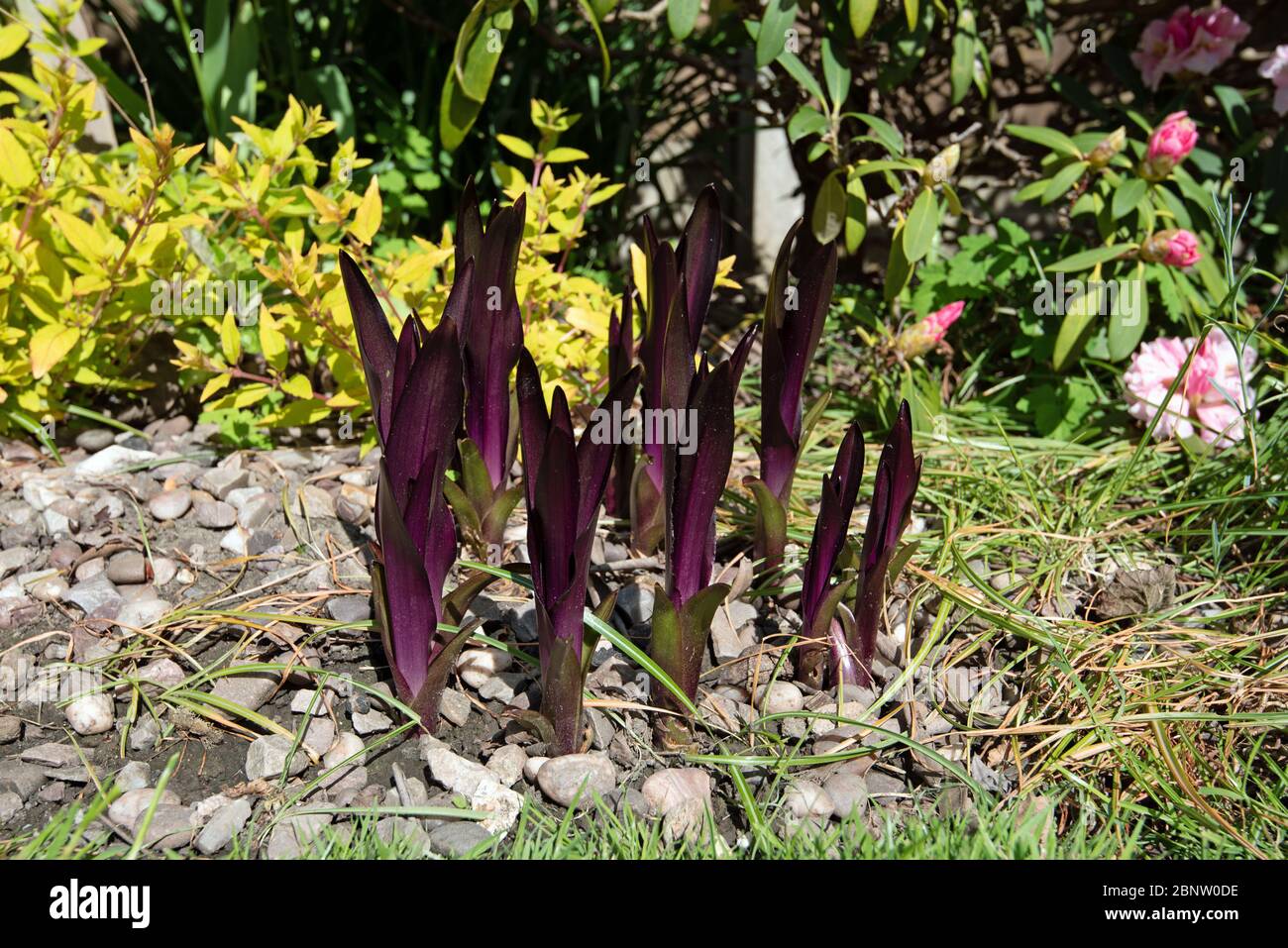 The stunning new leaves of Eucomis comosa Sparkling Burgundy Stock Photo