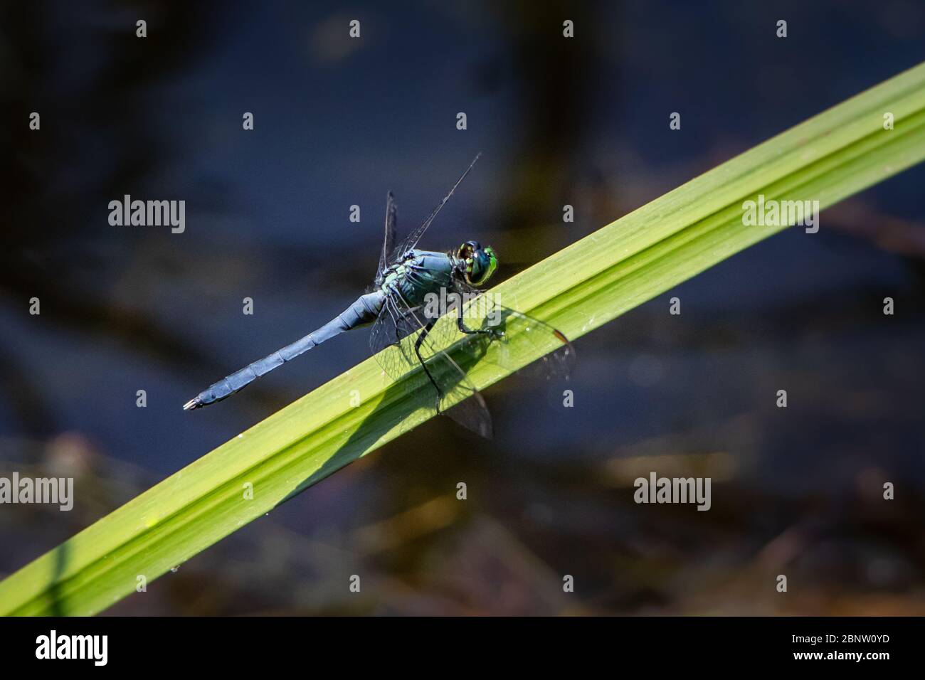 A Blue Dasher dragonfly on a water plant leaf at Scotts Run Lake in ...