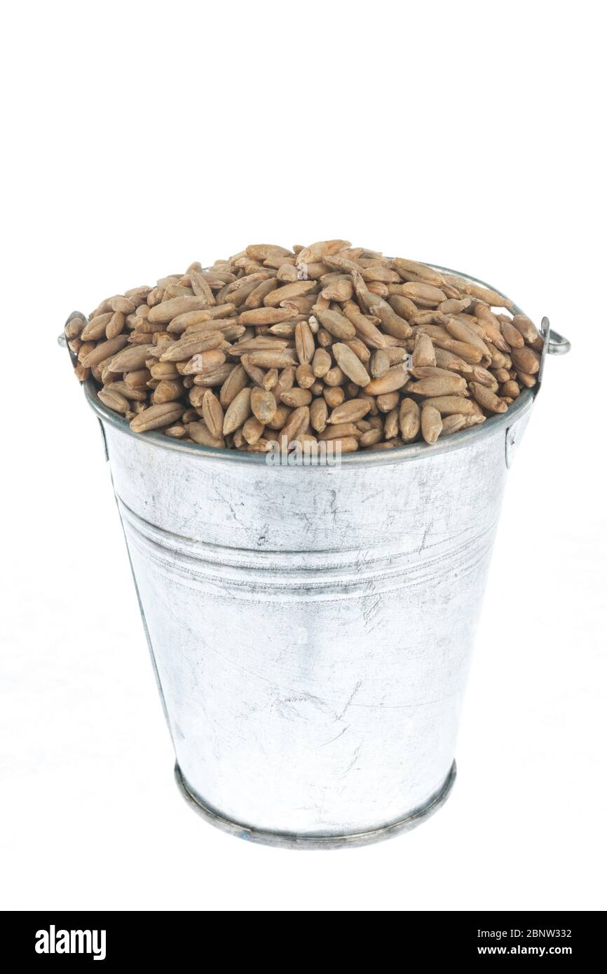 Full bucket of rye grains on a white background. With place for text ...