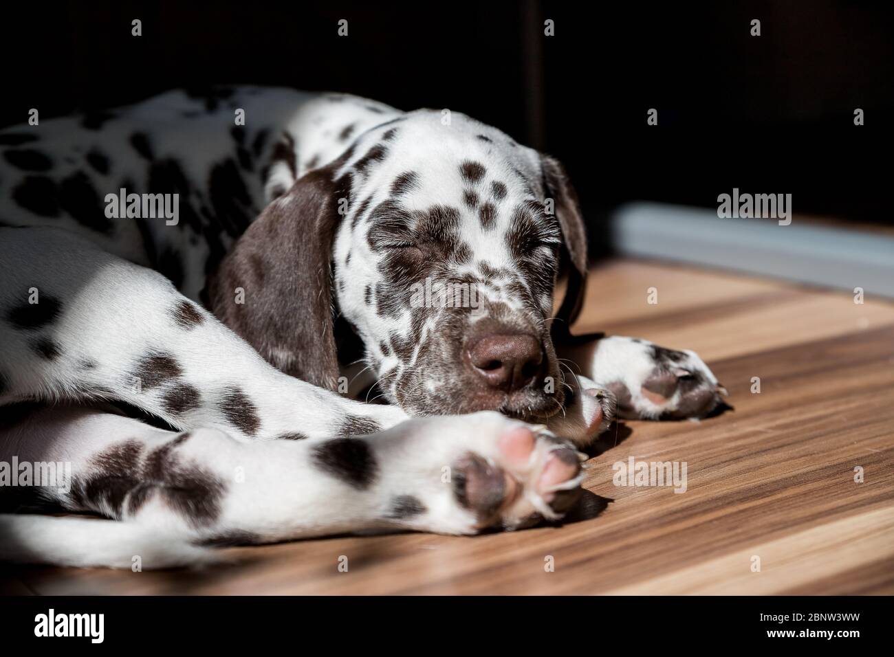 Black Brown White Dog High Resolution Stock Photography and Images - Alamy
