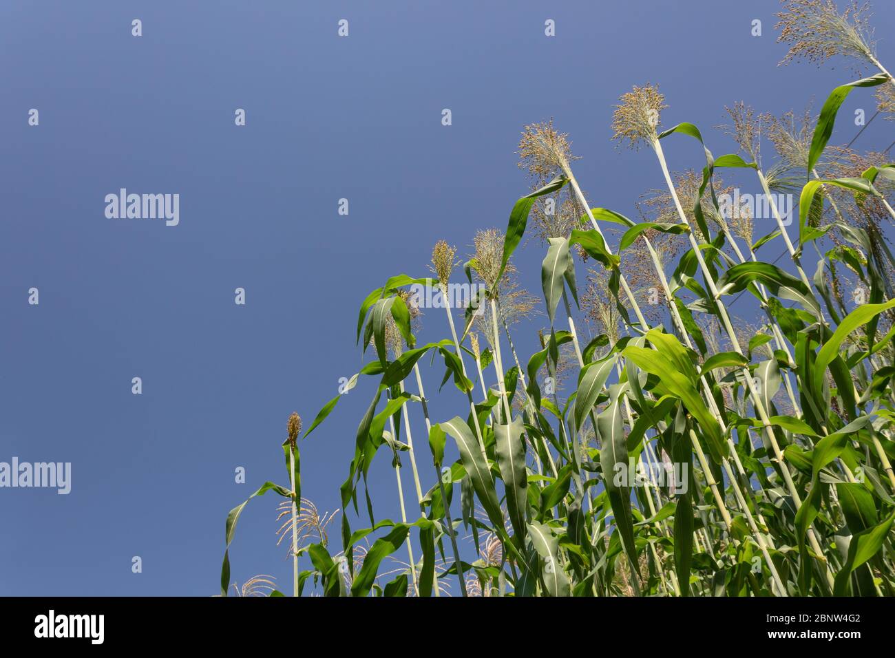 Broom corn, sorghum millet, growing tall against a cloudless blue sky,  horizontal aspect Stock Photo - Alamy