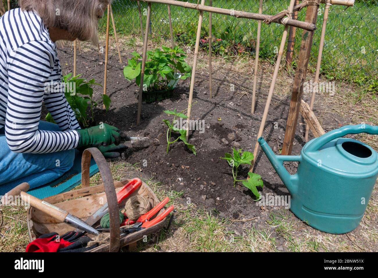 Reading UK 16 May After English garden centres opened last  Wednesday, together with lifting of restrictions on lockdown, it's now given gardeners ,a chance to buy and plant out runner beans.(In the UK, there are around 27 million people who partake in gardening)Credit Gary Blake/Alamy Live News Stock Photo