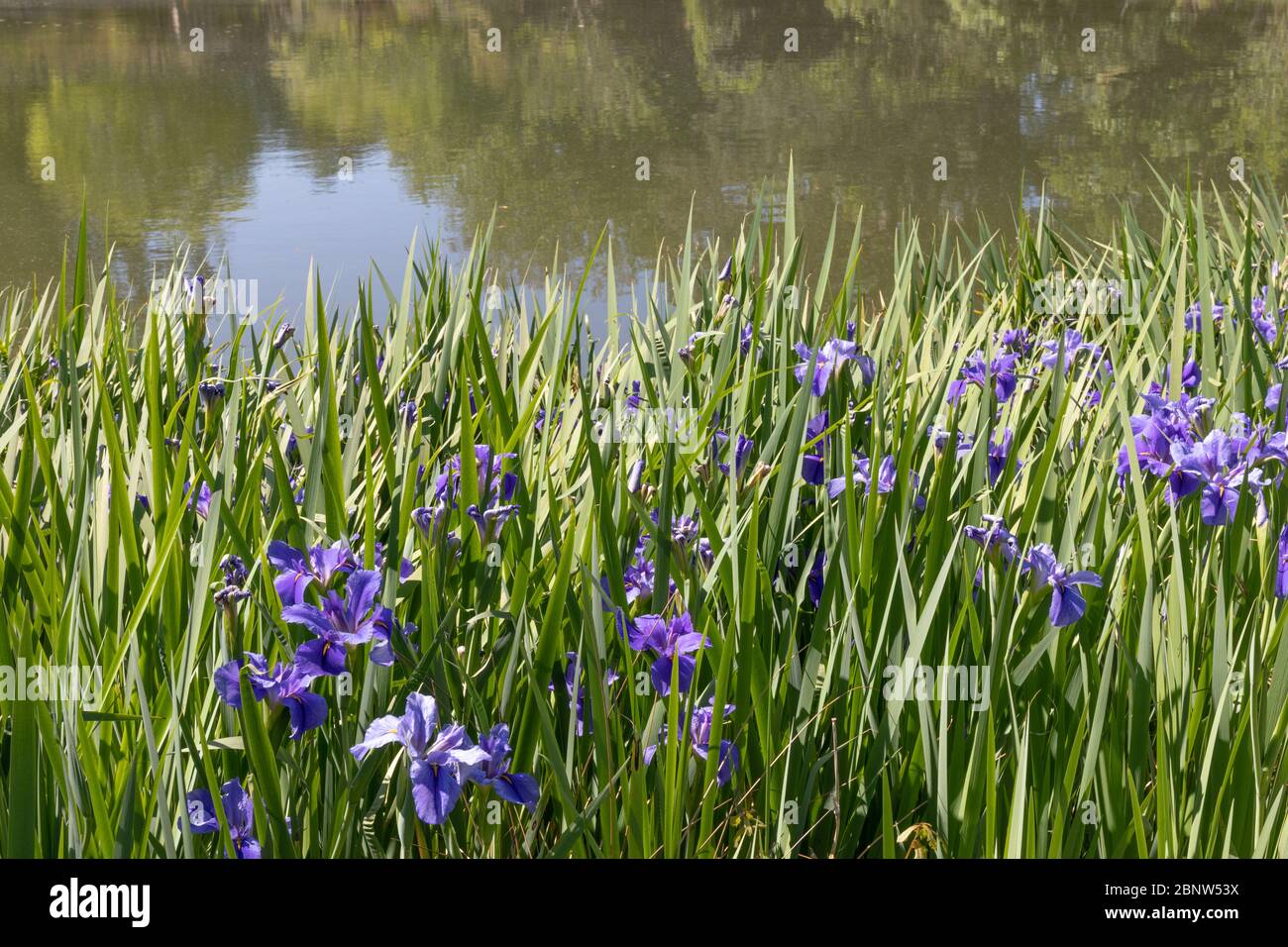 Mass planting of blue purple Siberian iris beside a lake, scenic