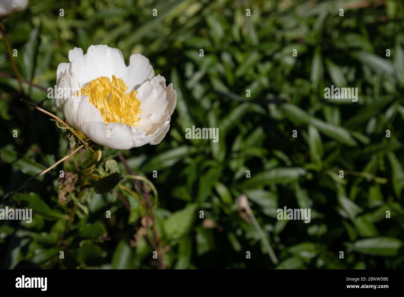 Single white peony flower with yellow anemone center, off center with selective focus and copy space, horizontal aspect Stock Photo