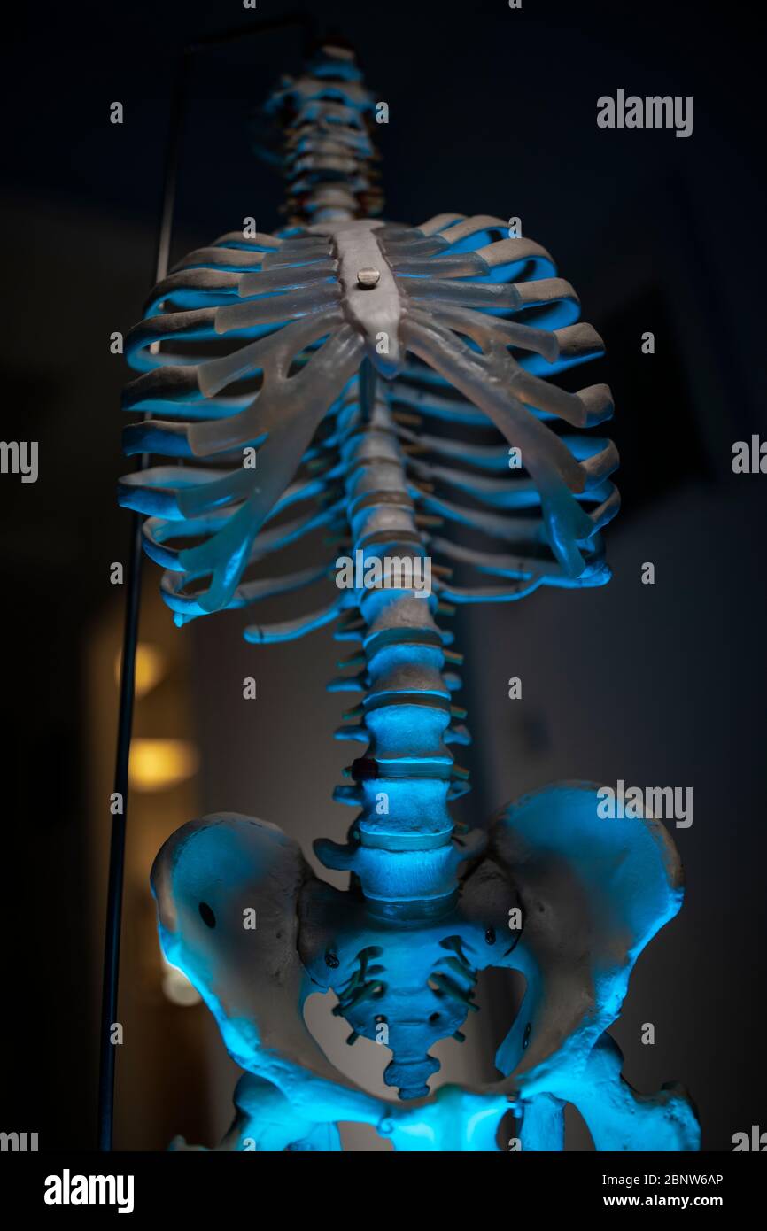 A skeleton of a human body with blue and yellow light. Stock Photo