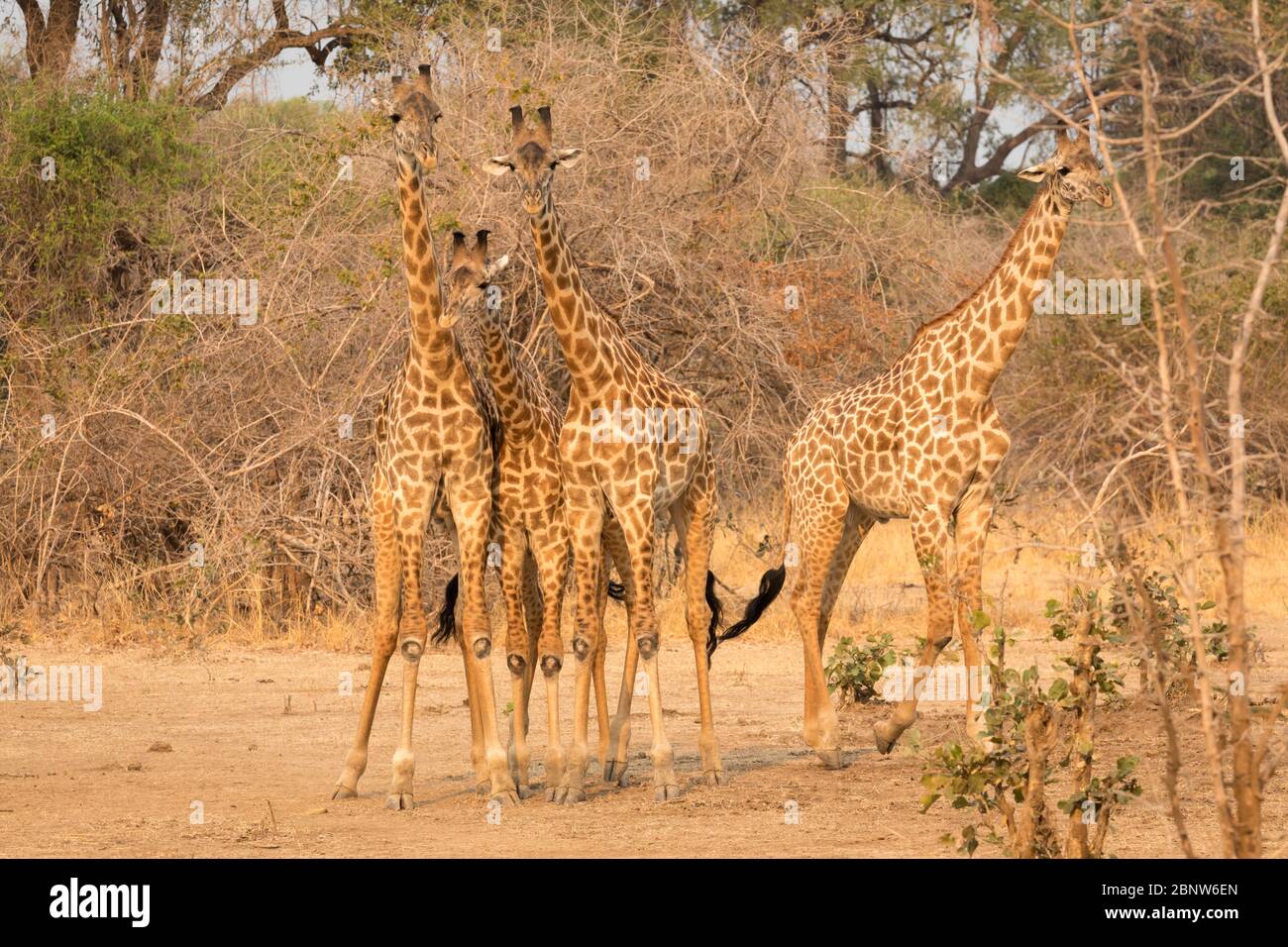 Endemic Rhodesian giraffe in South Luangwa National Park, Zambia Stock Photo