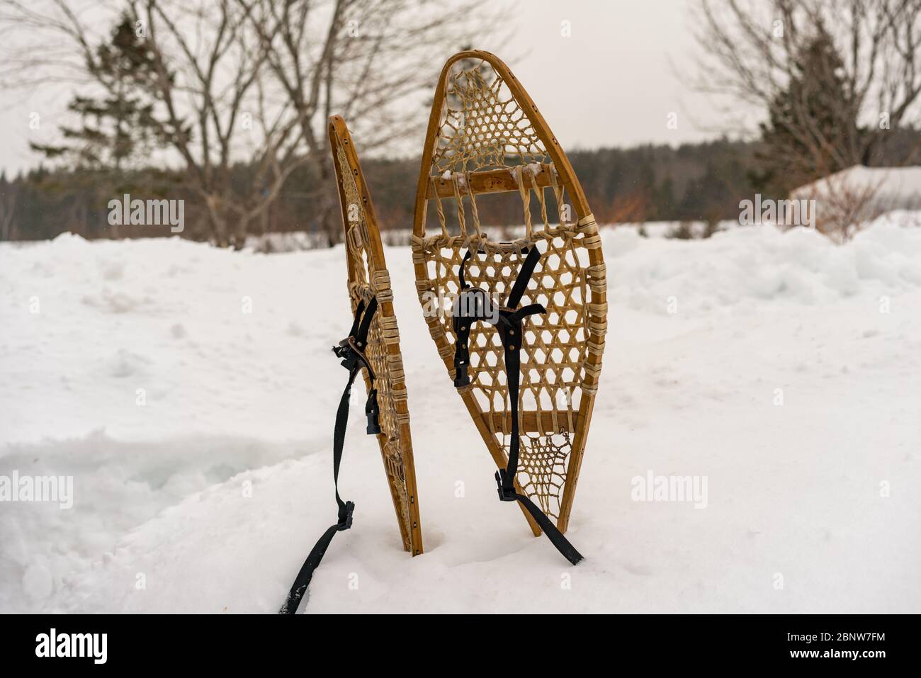 A pair of traditional snowshoes  standing up in a snowbank. Stock Photo