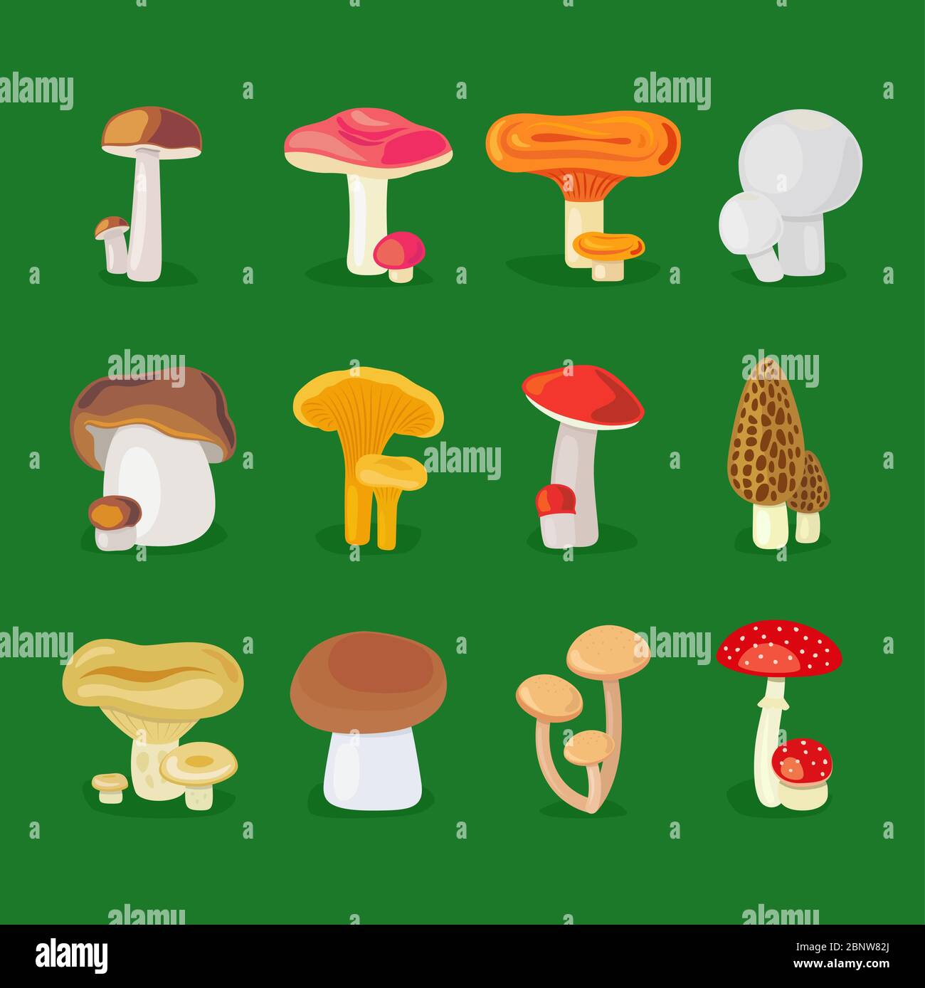 Isolated vector mushrooms. Edible mushrooms and toadstools illustration ...