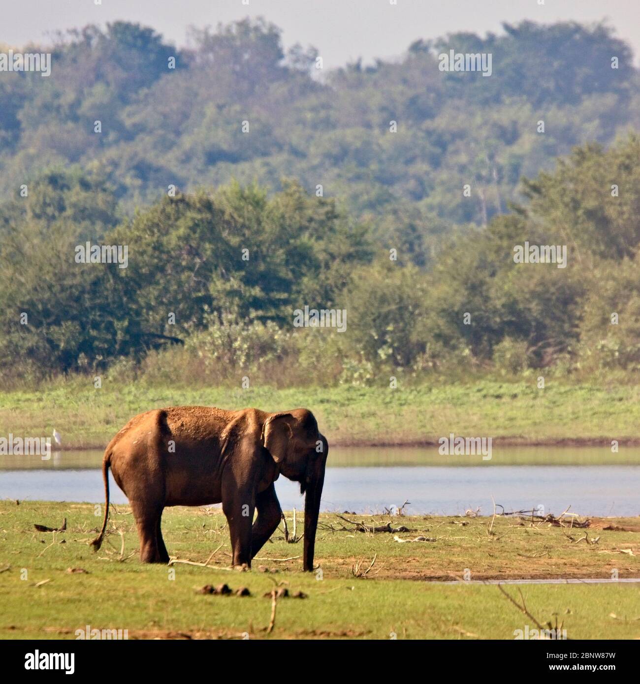 Asian Elephant (Elephas maximus), Uda Walawe National Park, Sri Lanka. Stock Photo