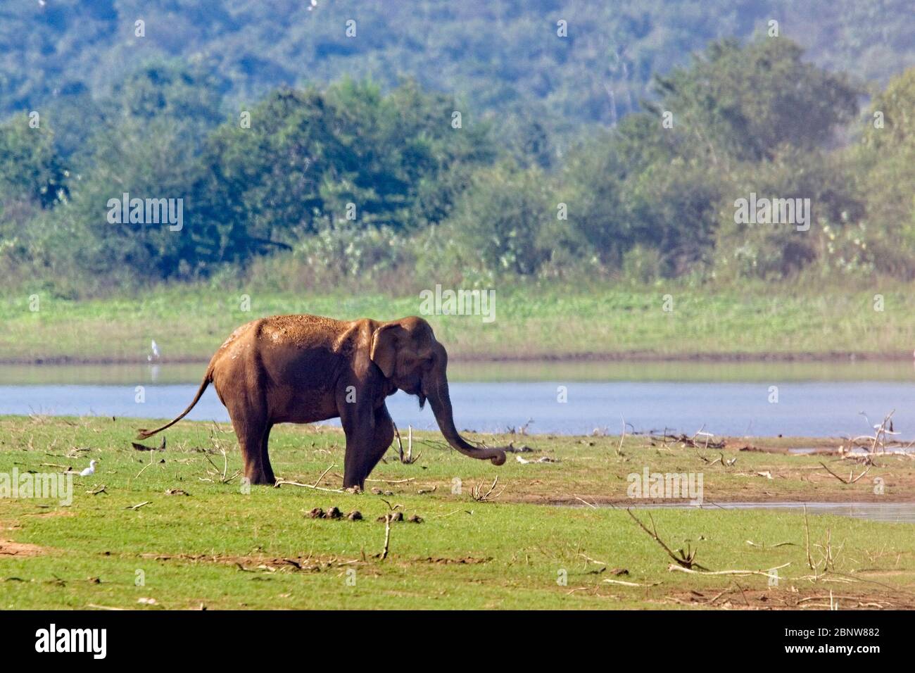Asian Elephant (Elephas maximus), Uda Walawe National Park, Sri Lanka. Stock Photo