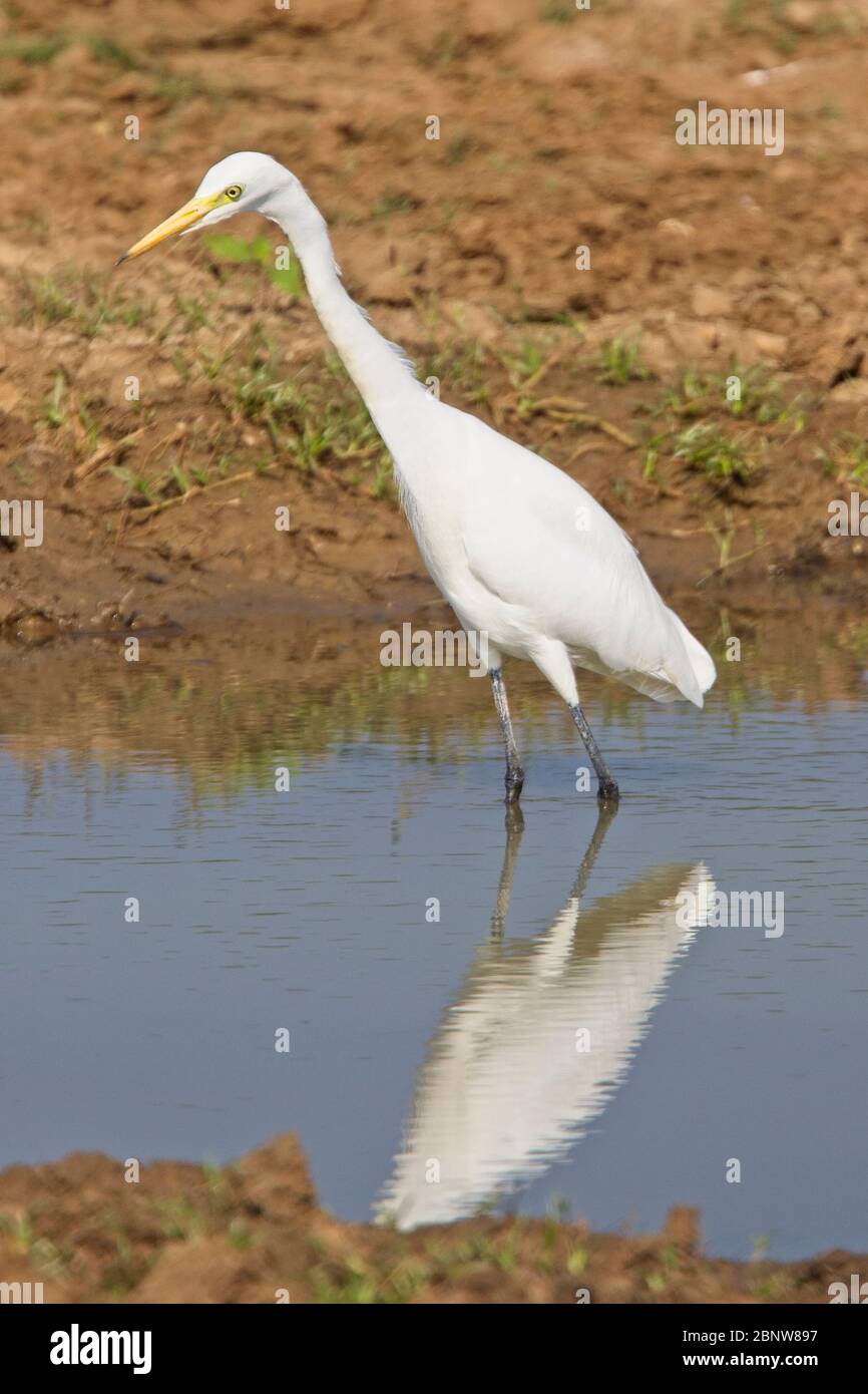Intermediate Egret (Ardea intermedia), Uda Walawe National Park, Sri Lanka. Stock Photo