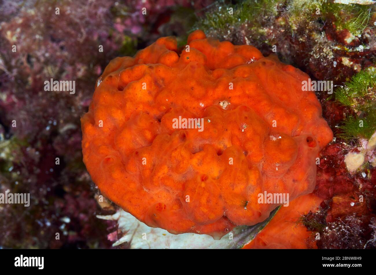 Red encrusting oyster sponge (Crambe crambe) underwater close-up in Ses Salines Natural Park (Formentera, Balearic Islands, Mediterranean Sea, Spain) Stock Photo