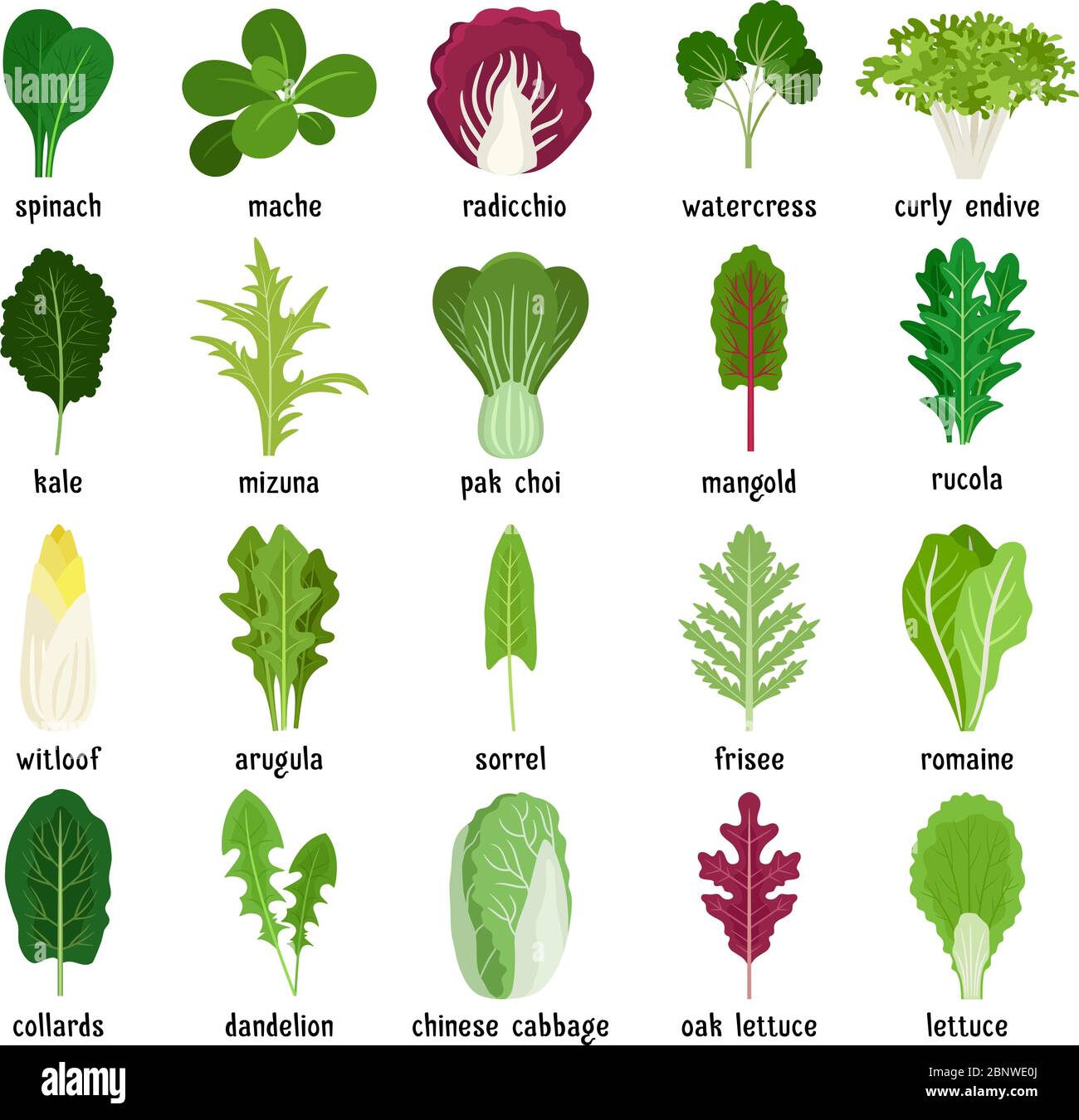 Green salad leaves. Vector vegetarian healthy food leaf set isolated on white background Stock